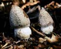 Coprinopsis picacea